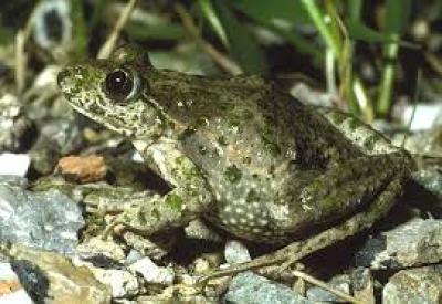 crapaud assi sur l'herbe