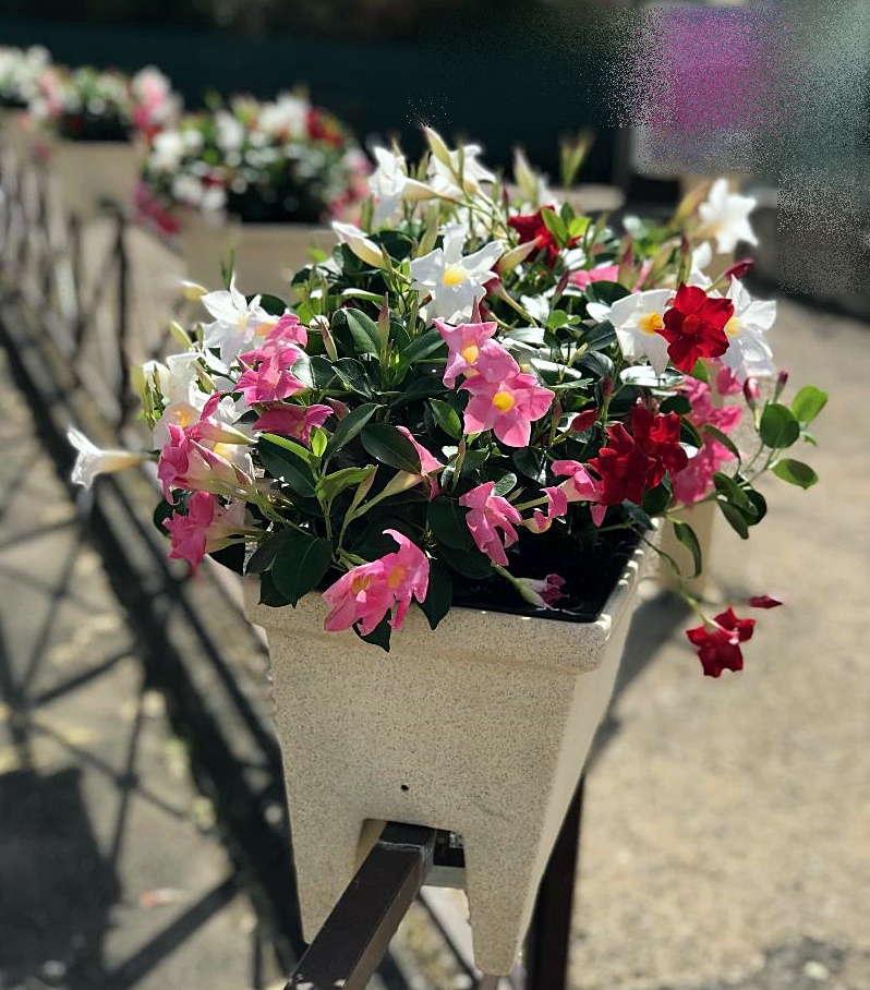 grosn plan sur le bac à fleurs