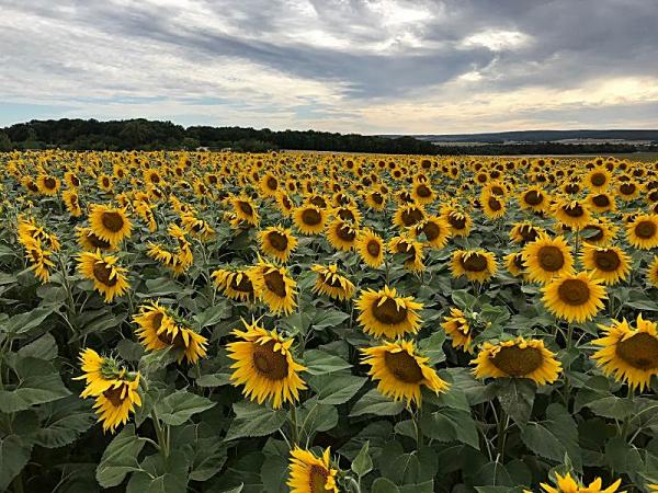 Champ de tournesols